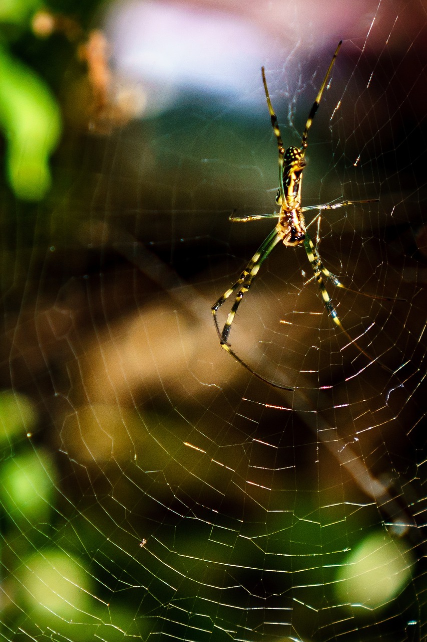 spider web insect free photo