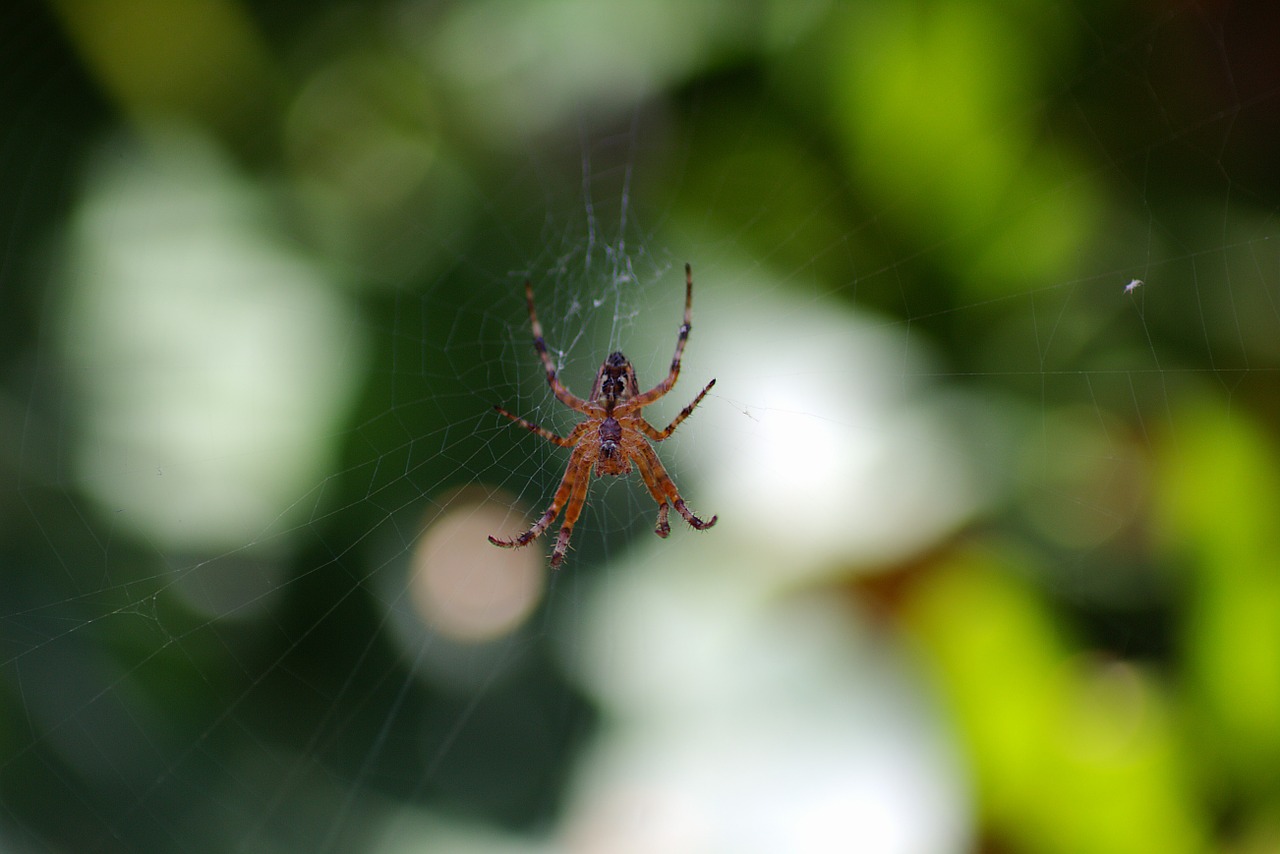 spider network nature free photo