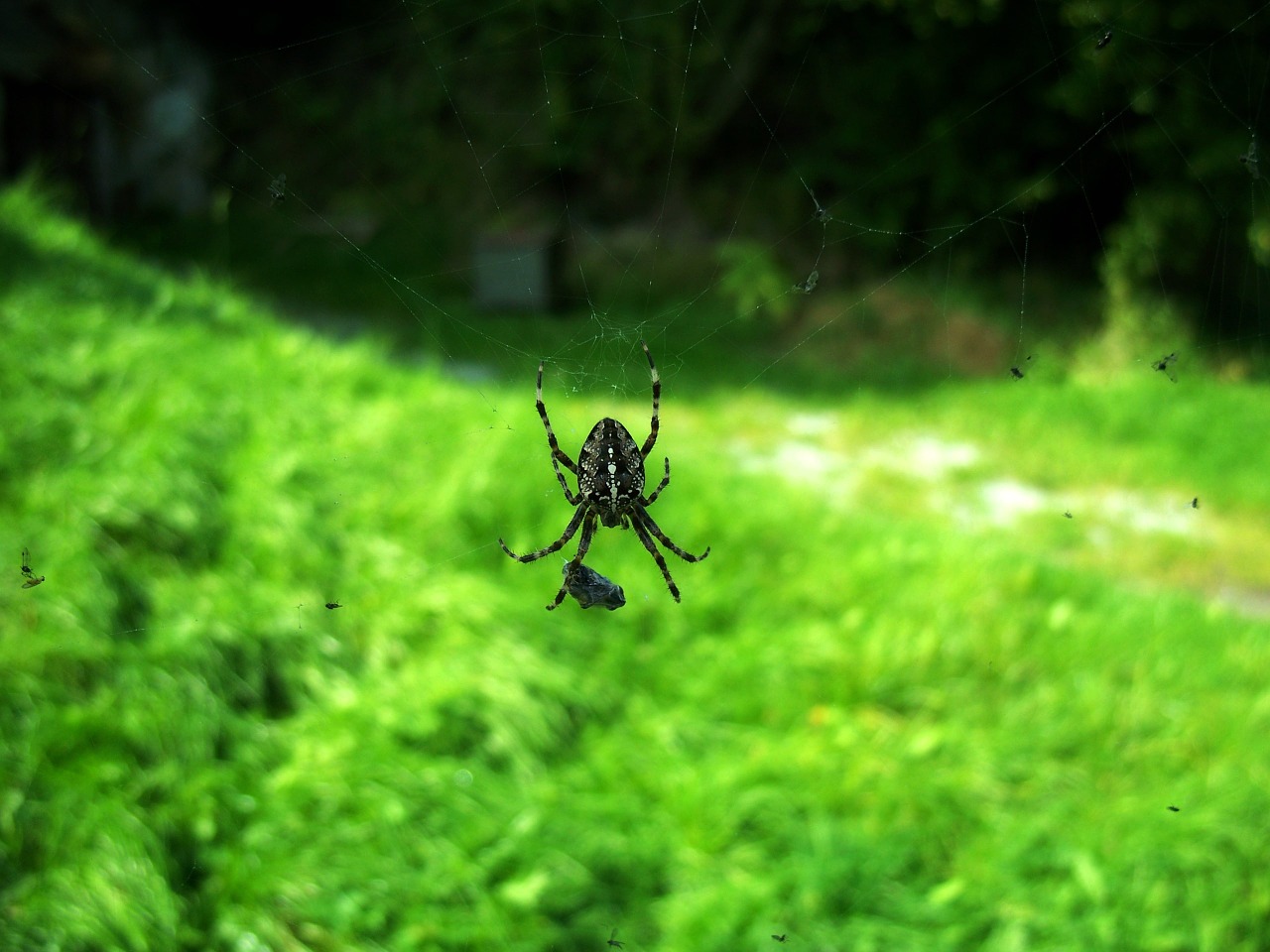 spider nature green free photo