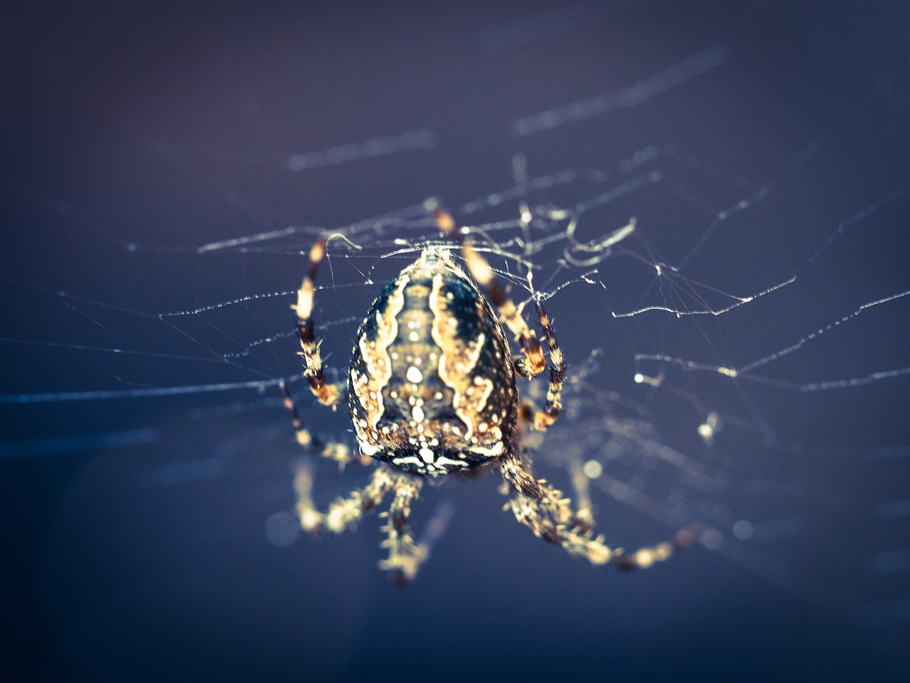 spider spider macro cobweb free photo