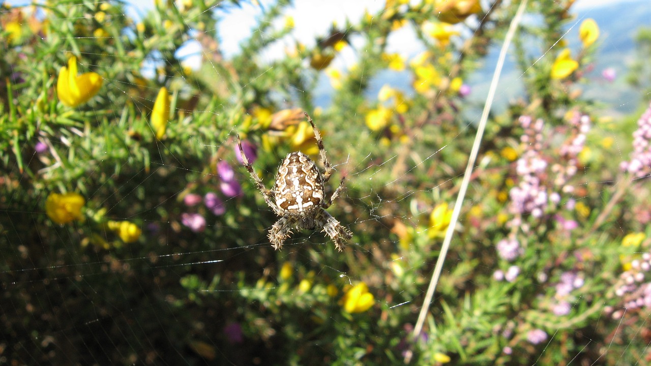 spider nature field free photo