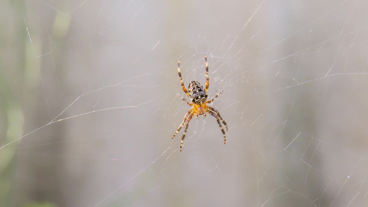 spider cobweb network free photo