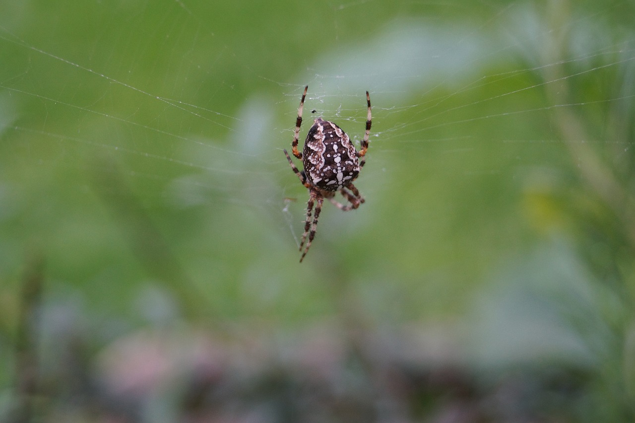 spider insect cobweb free photo