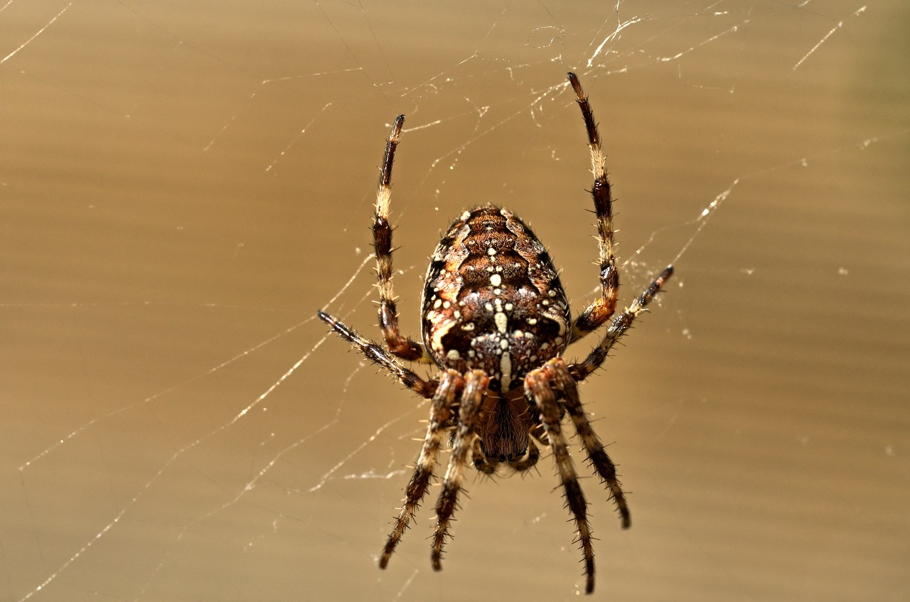 spider insect macro free photo