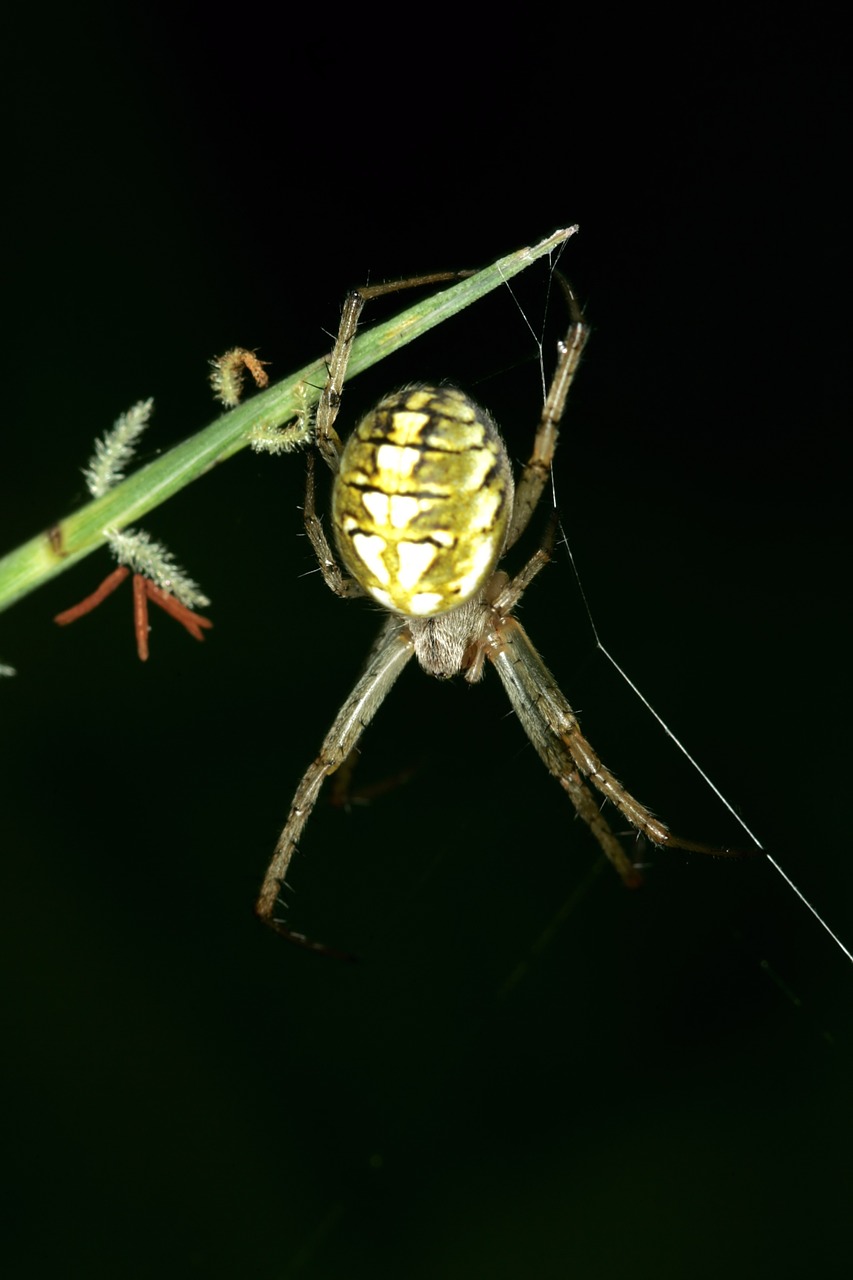 spider spider web insects free photo