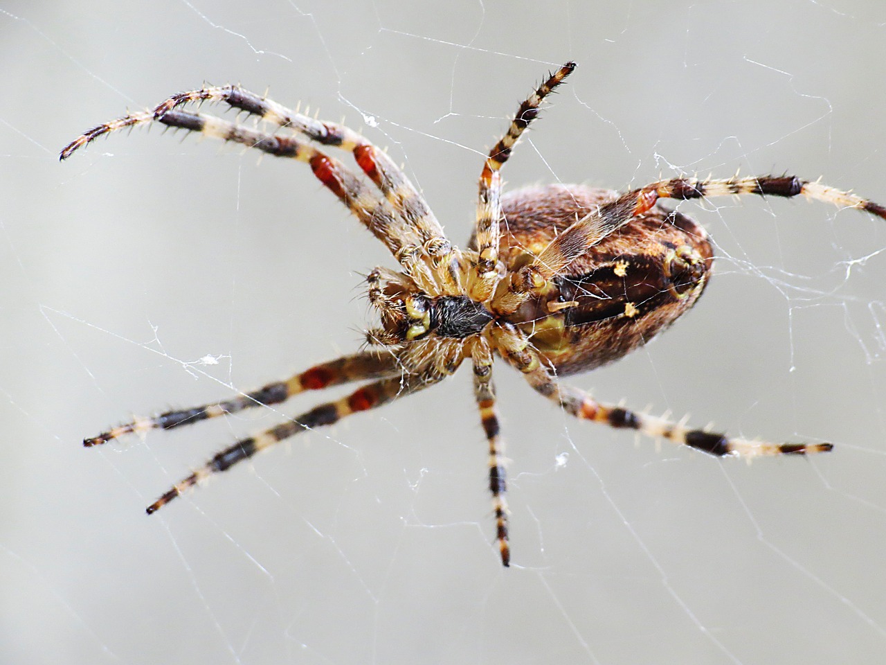 spider arachnid close free photo