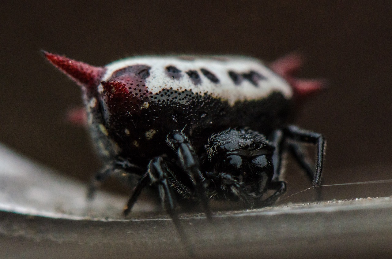 spider insect macro free photo