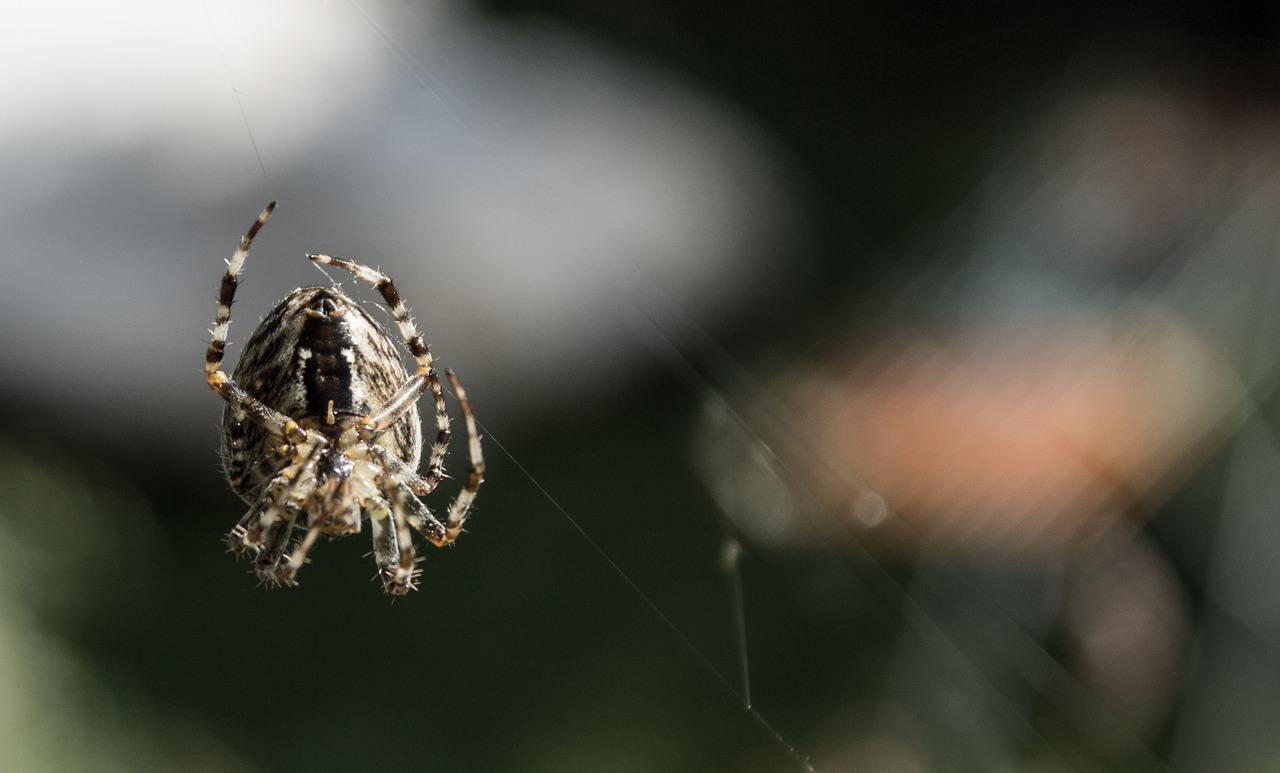 spider nature animals free photo