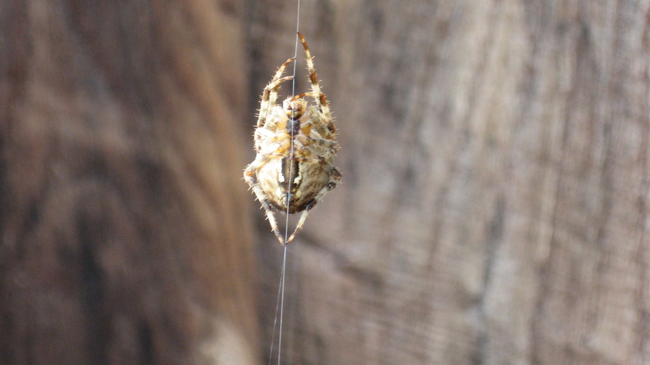 spider insects nature free photo