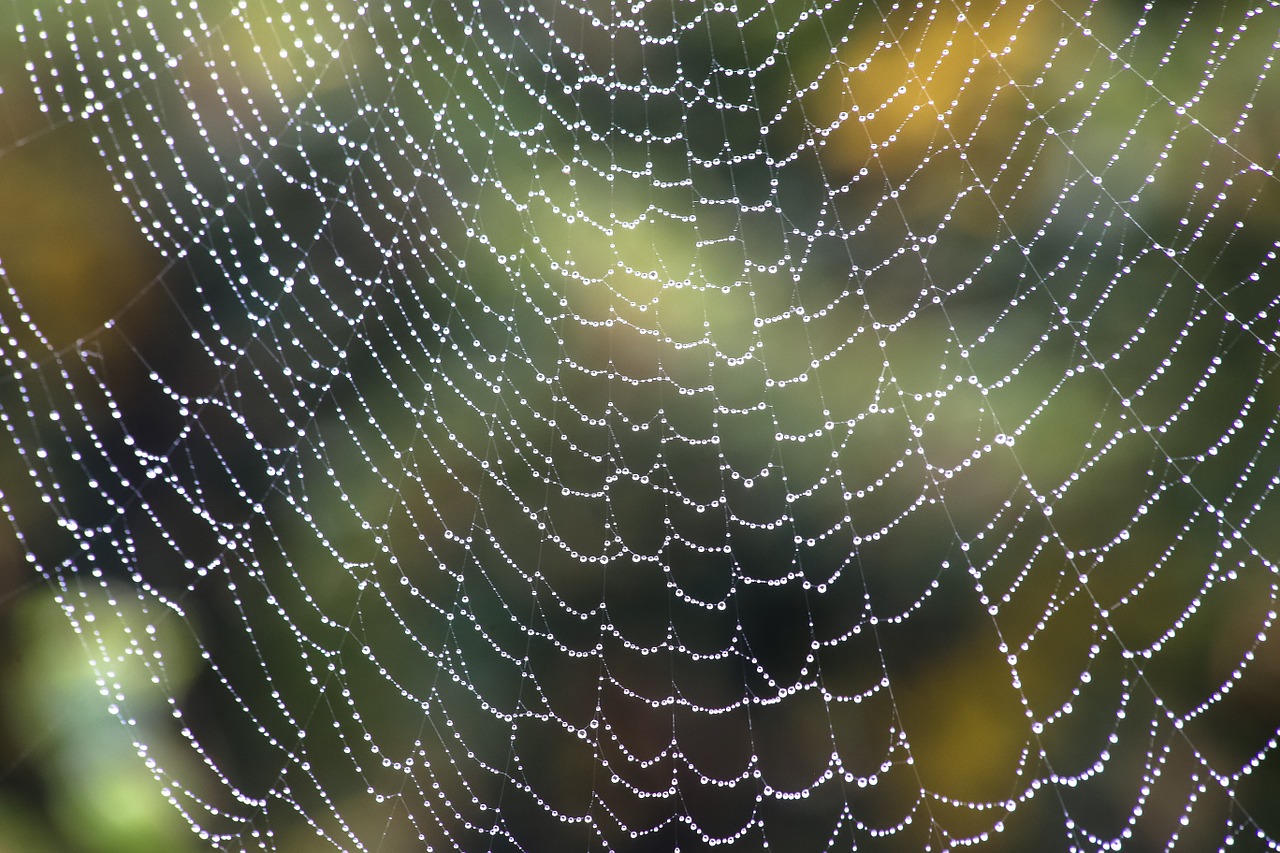 spider rain web free photo