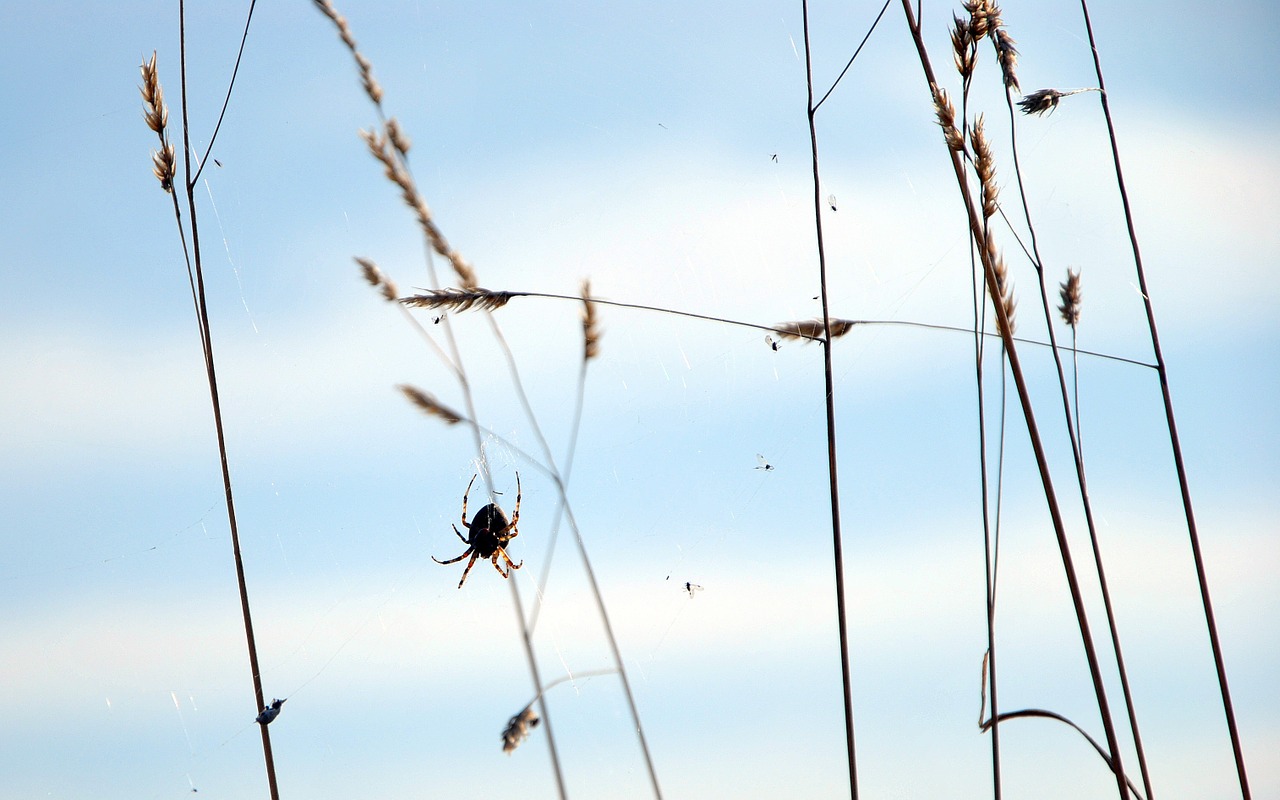 spider meadow autumn free photo