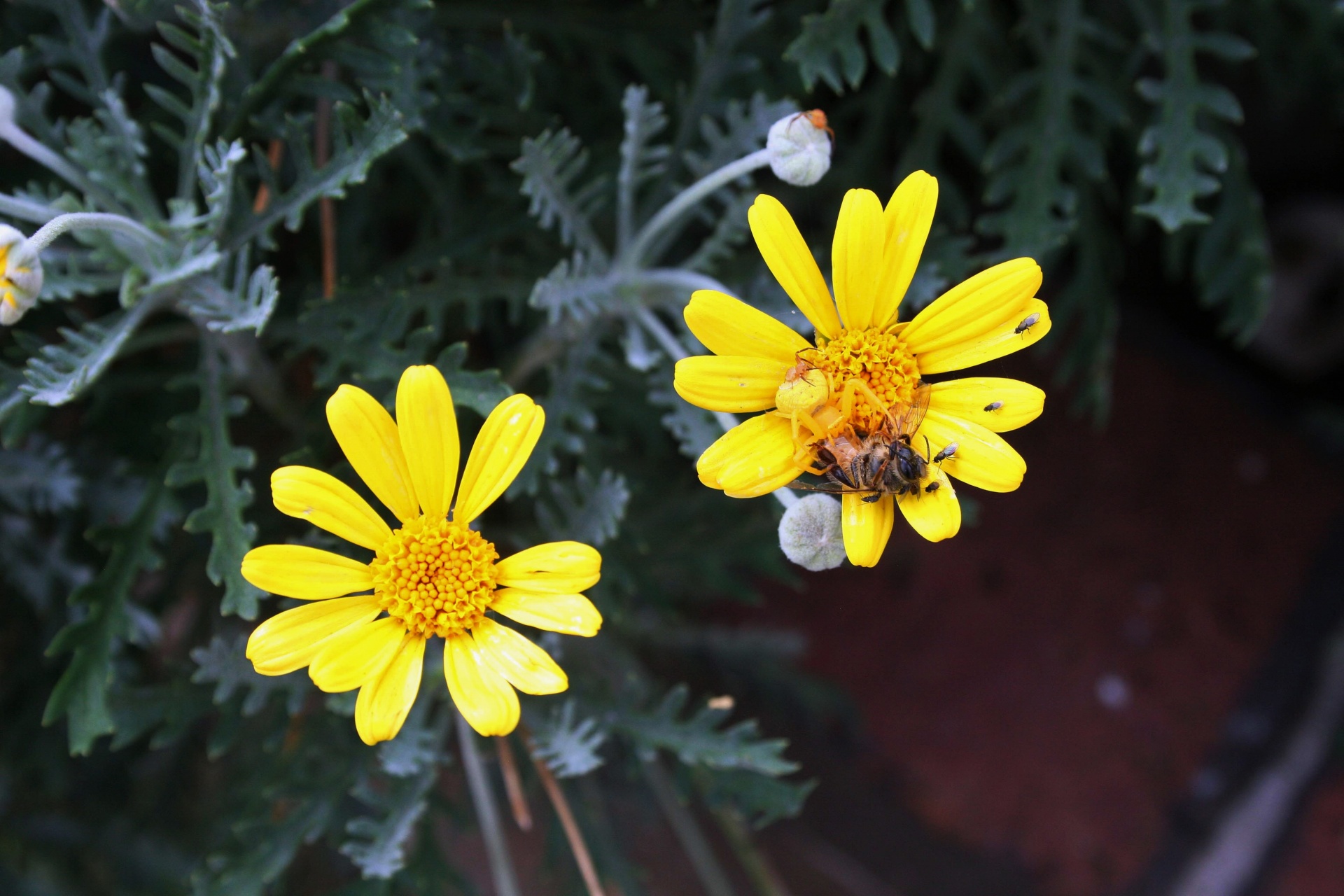 daisies flowers yellow free photo