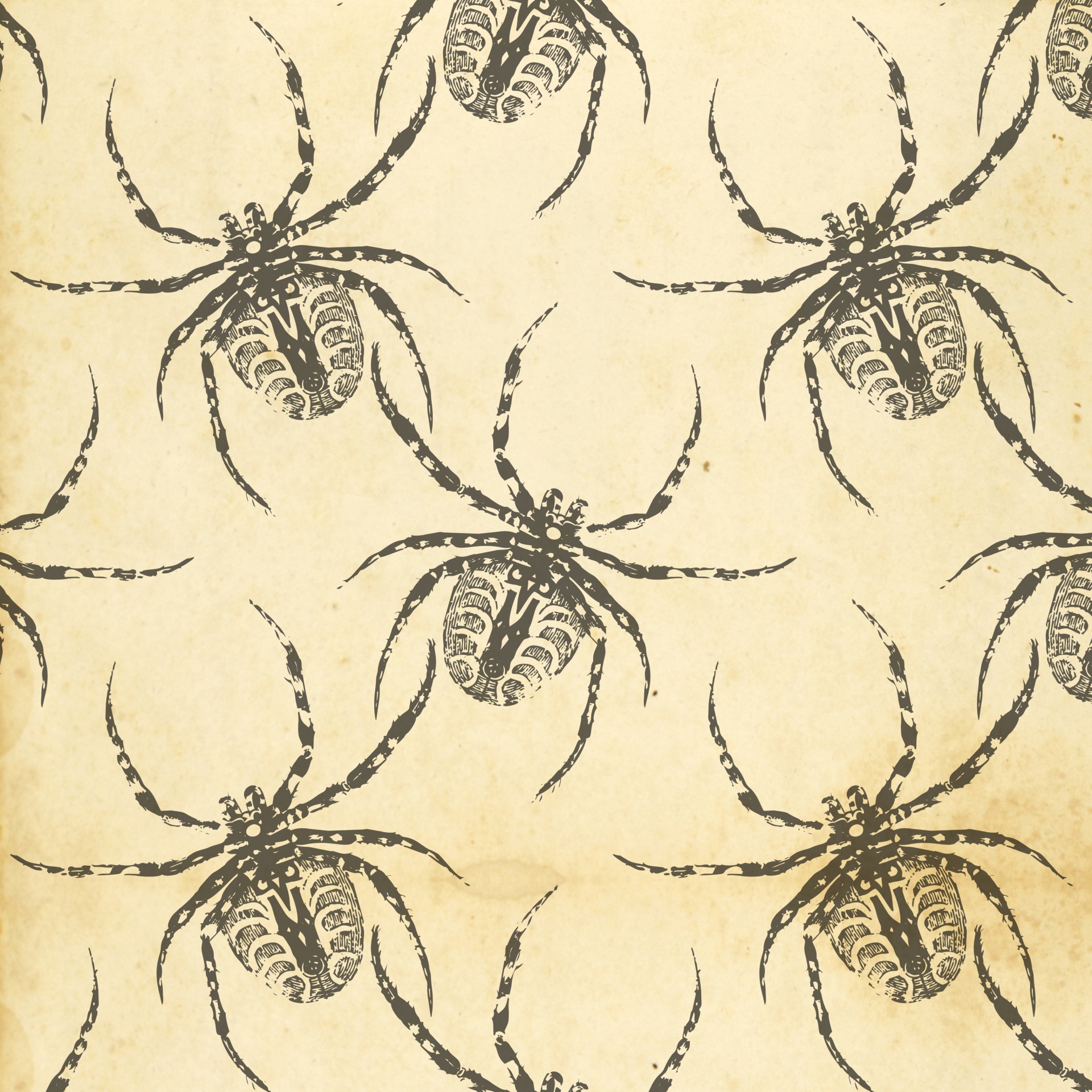 spider spiders vintage free photo