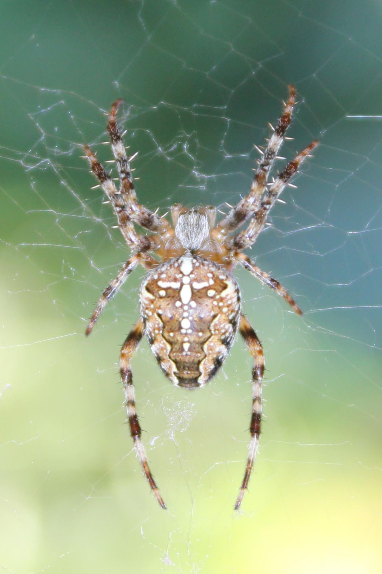 spider close-up spider close up free photo