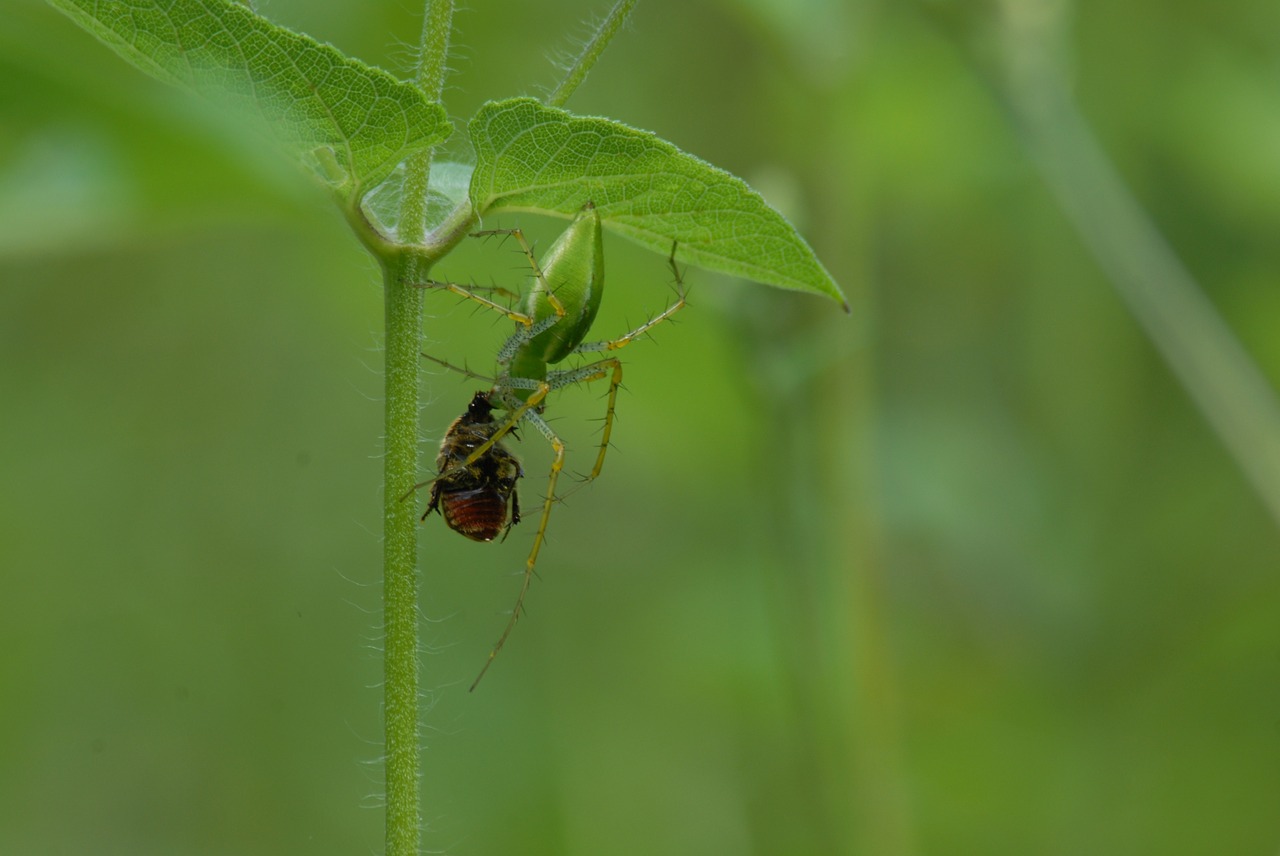 spider devouring insect pins free photo