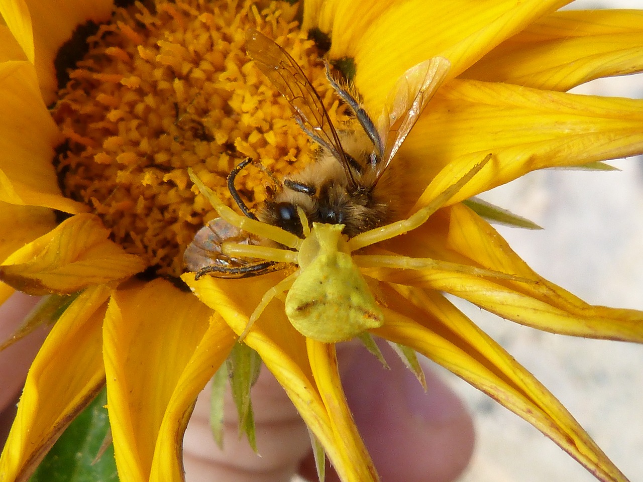 spider devouring a bee spider yellow predator free photo