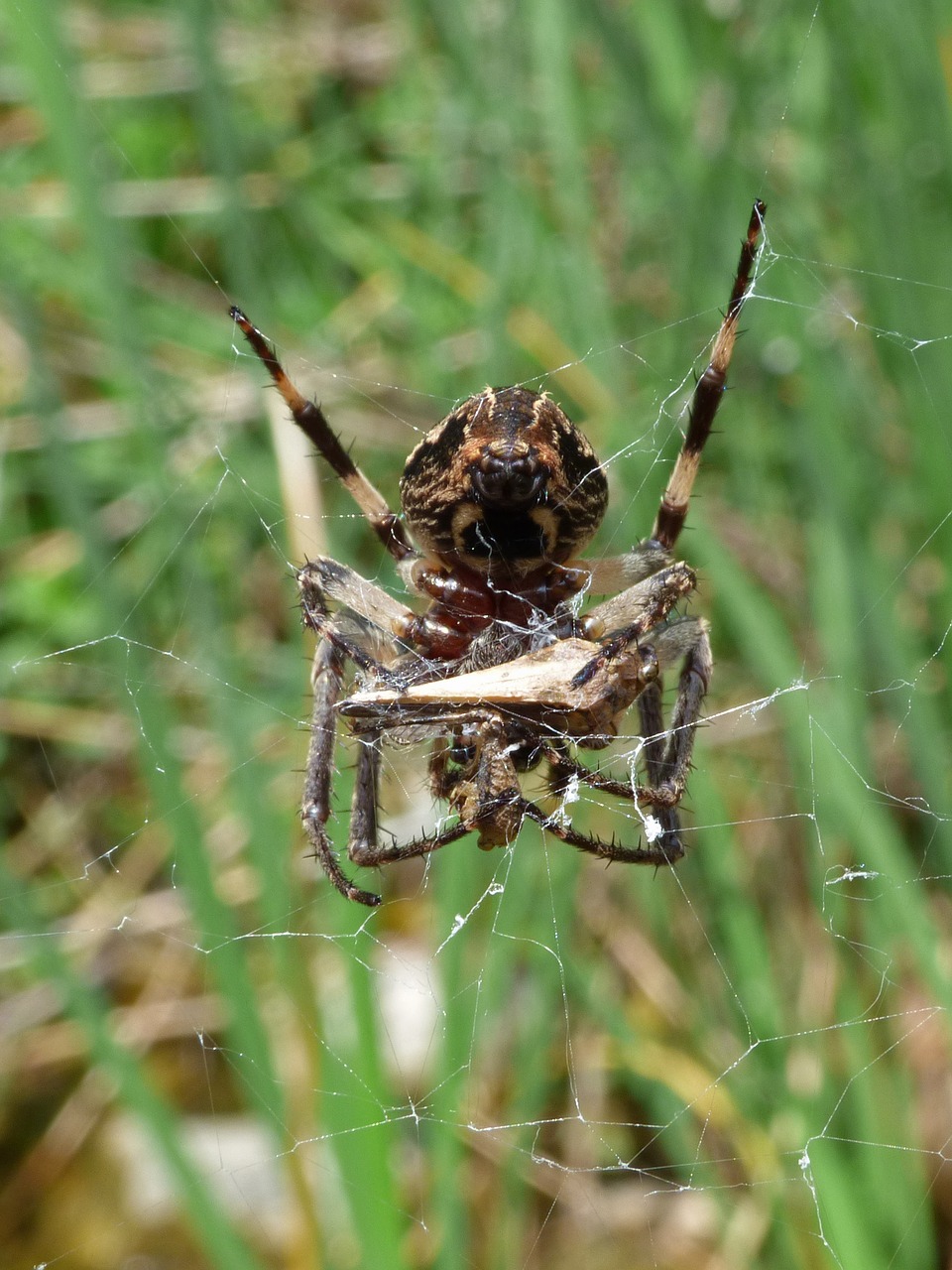 spider eating a grasshopper dam hunter free photo