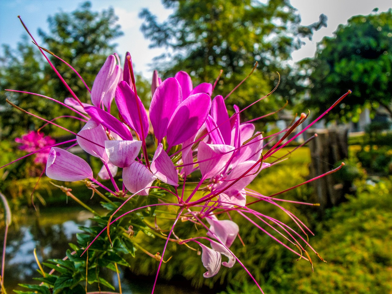 spider flower spider plant blossom free photo