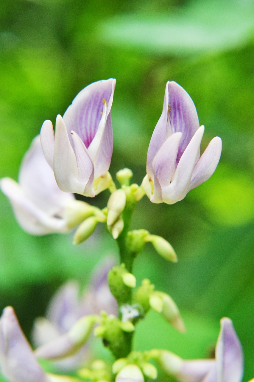 spider flower flower nature free photo