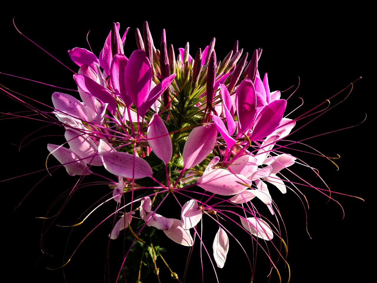 spider flower spider plant blossom free photo