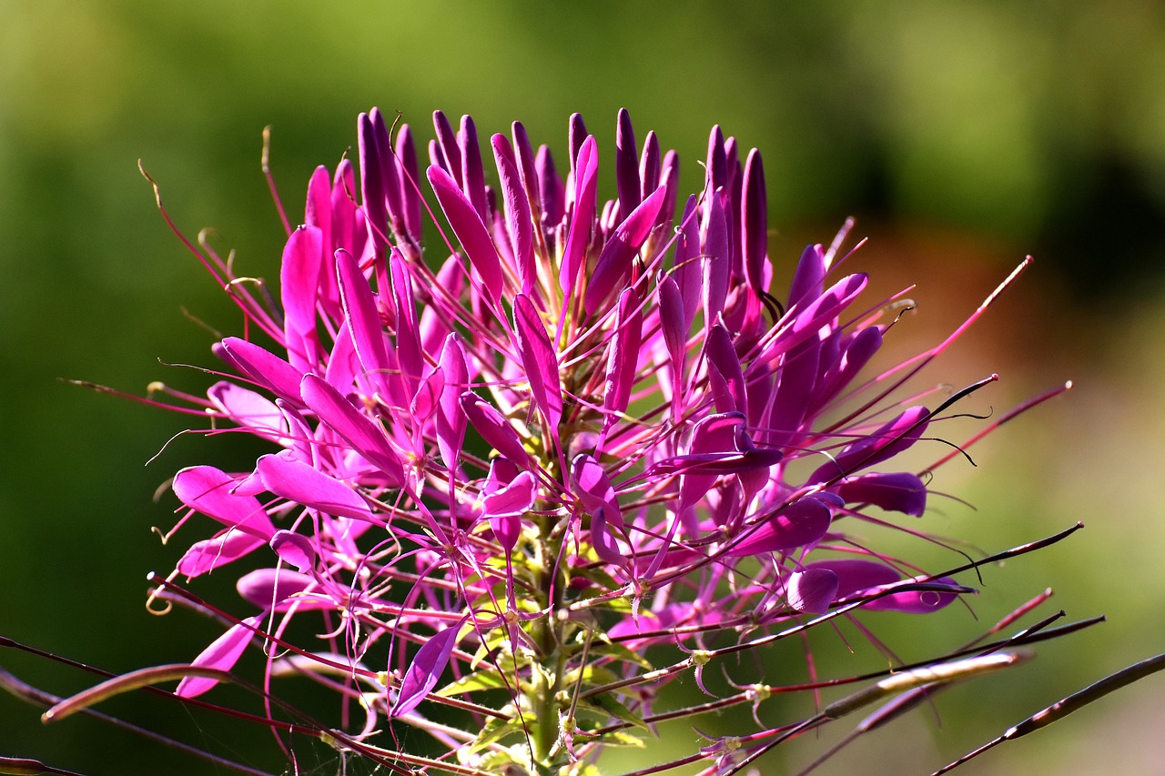 spider flower  cleome hassleriana  flower free photo