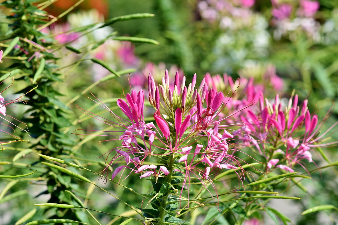 spider flower  flower  spider plant free photo