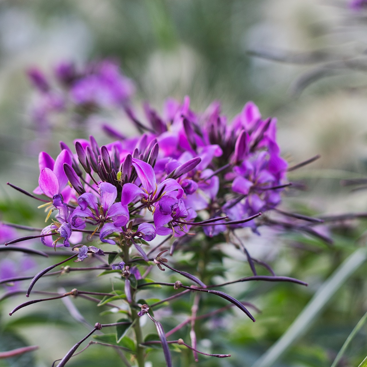 spider flower  blossom  bloom free photo