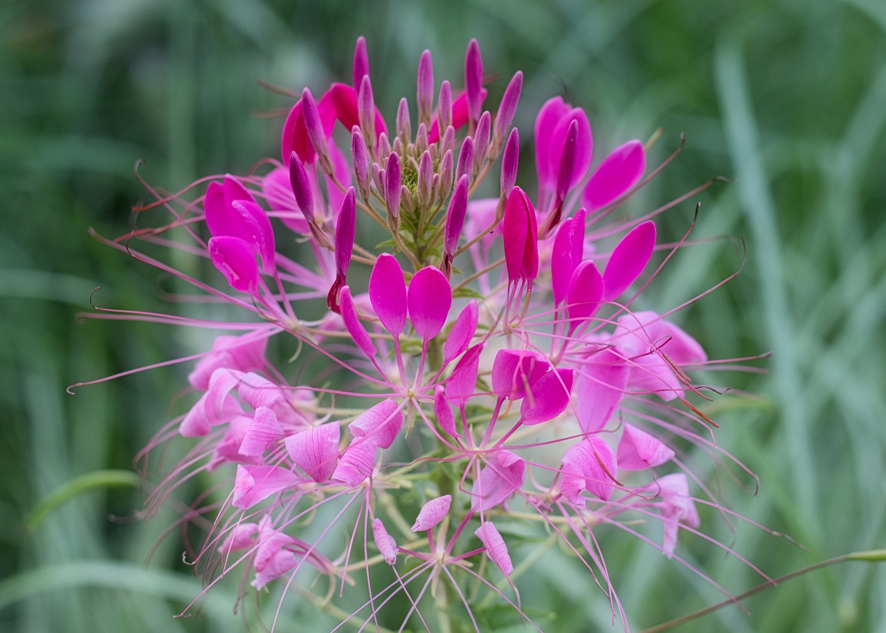 spider flower  pink  blossom free photo