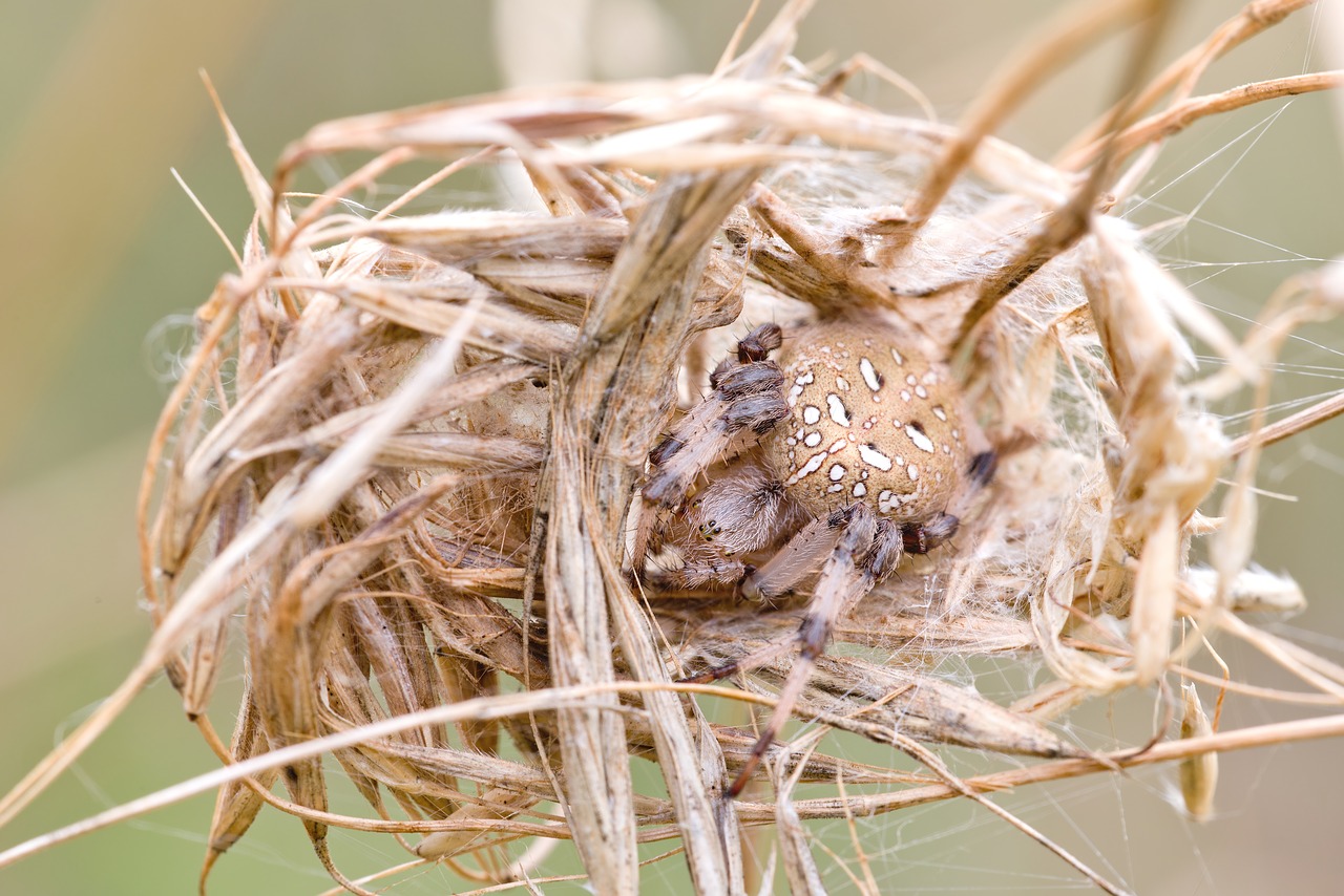 spider in the nest nature macro free photo