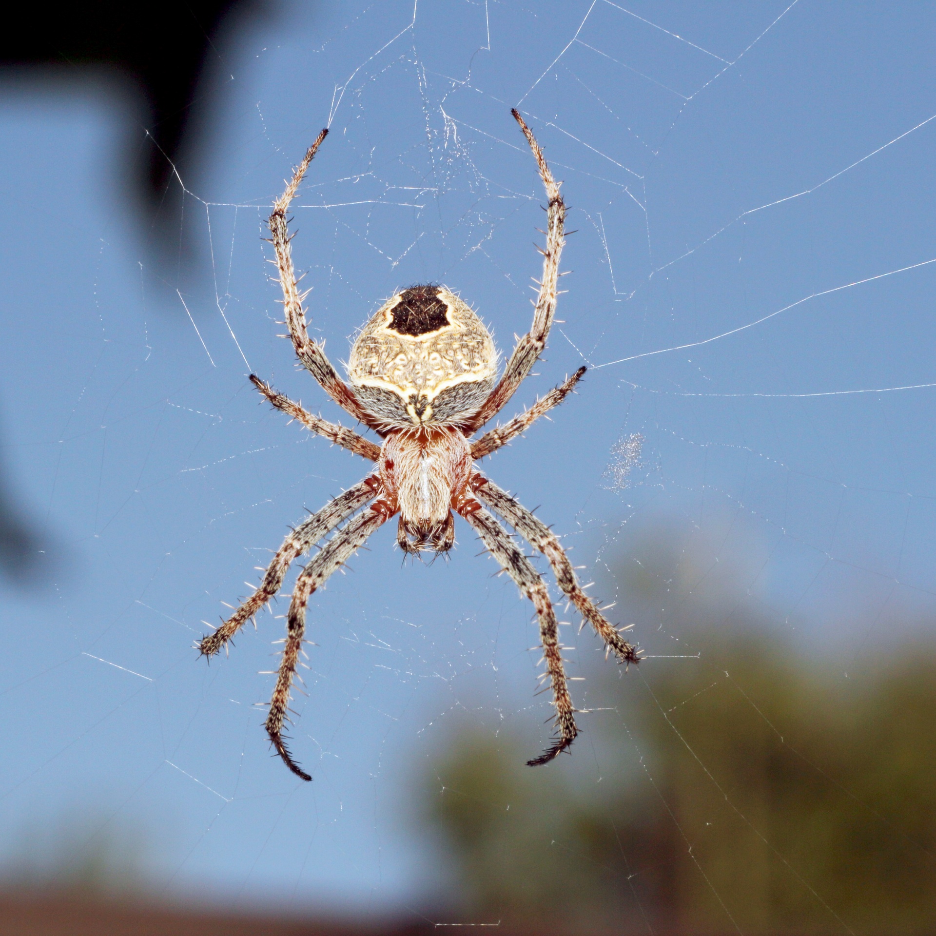 spider web spiders web free photo