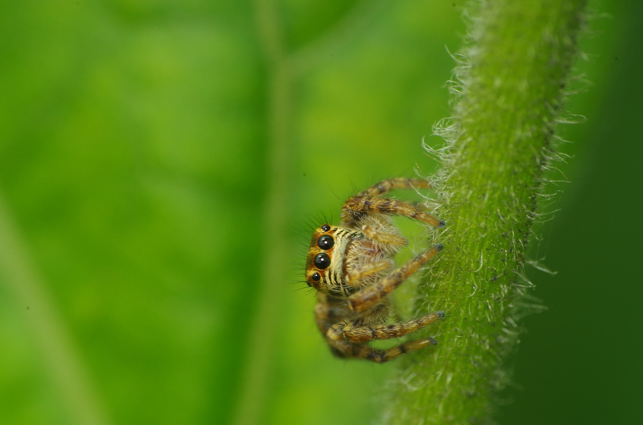 spider jump macro insects free photo