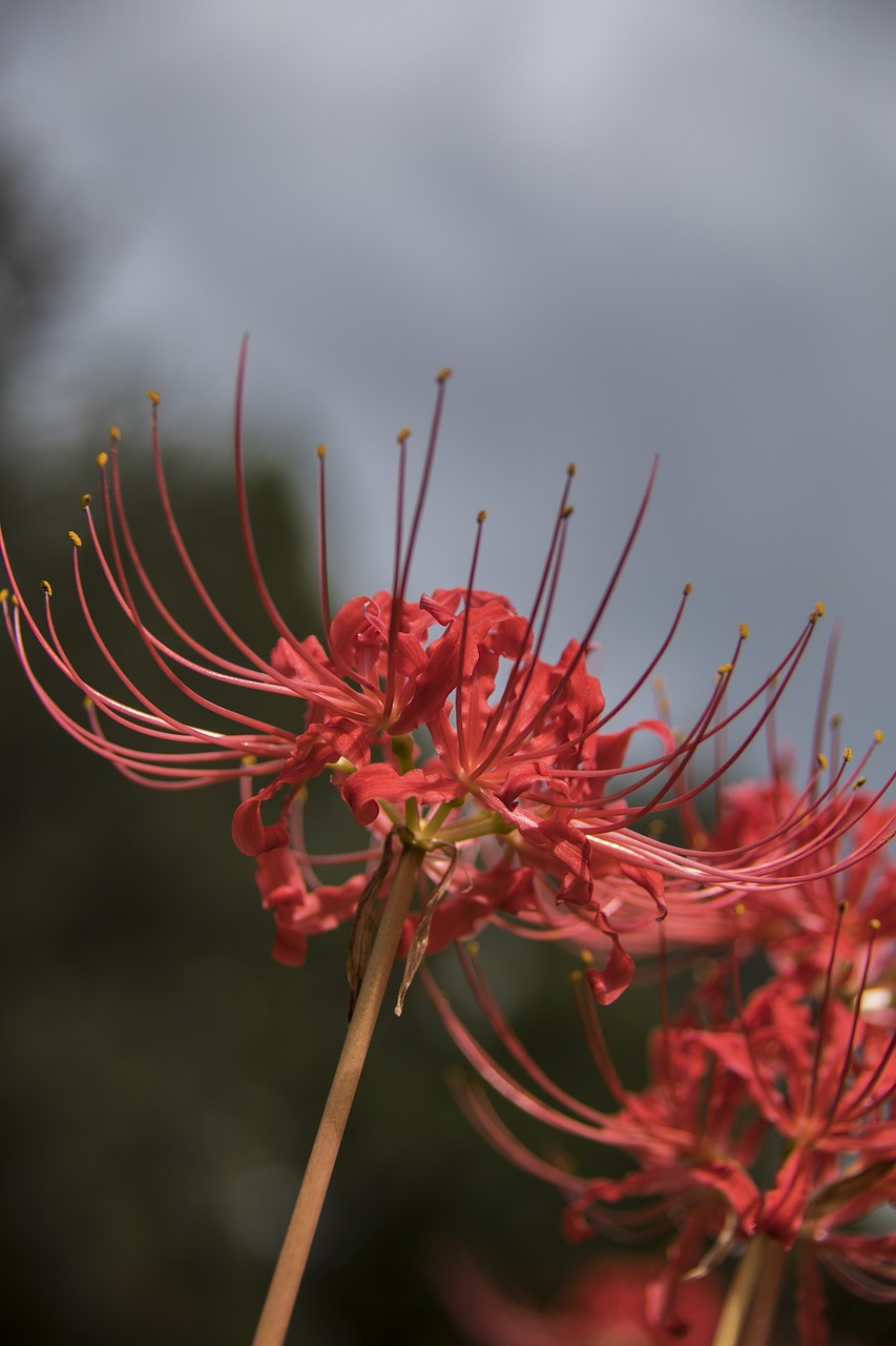 spider lilly flower bloom free photo