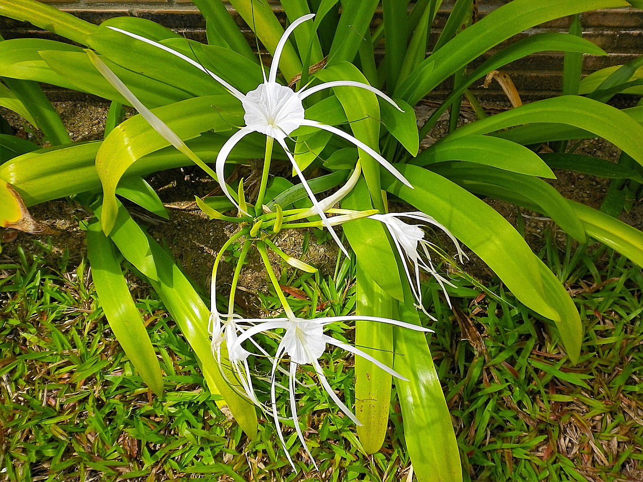 spider lily white thailand free photo