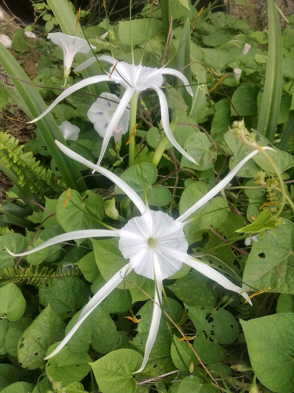 spider lily white flower free photo