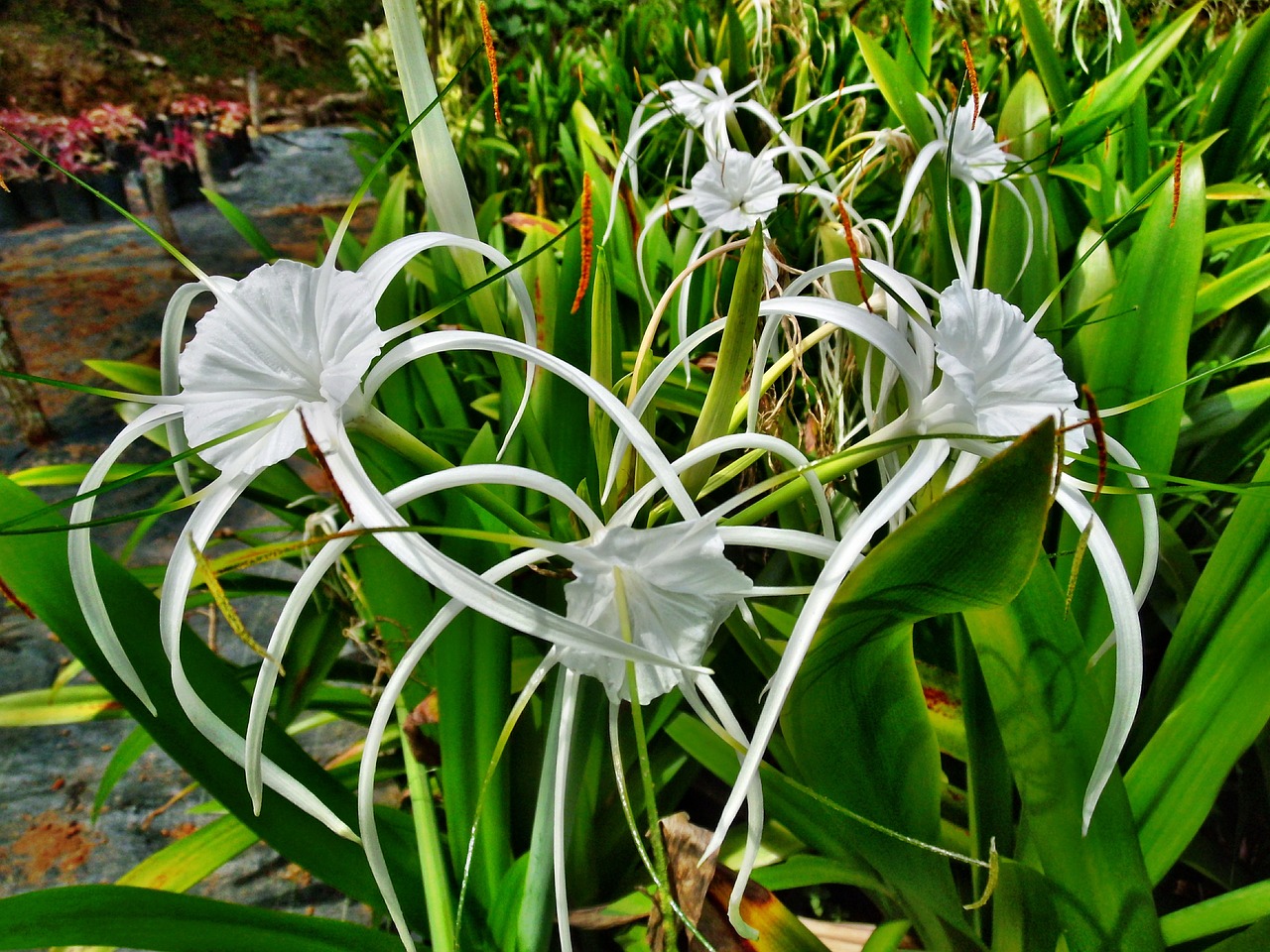 spider lily lily white free photo