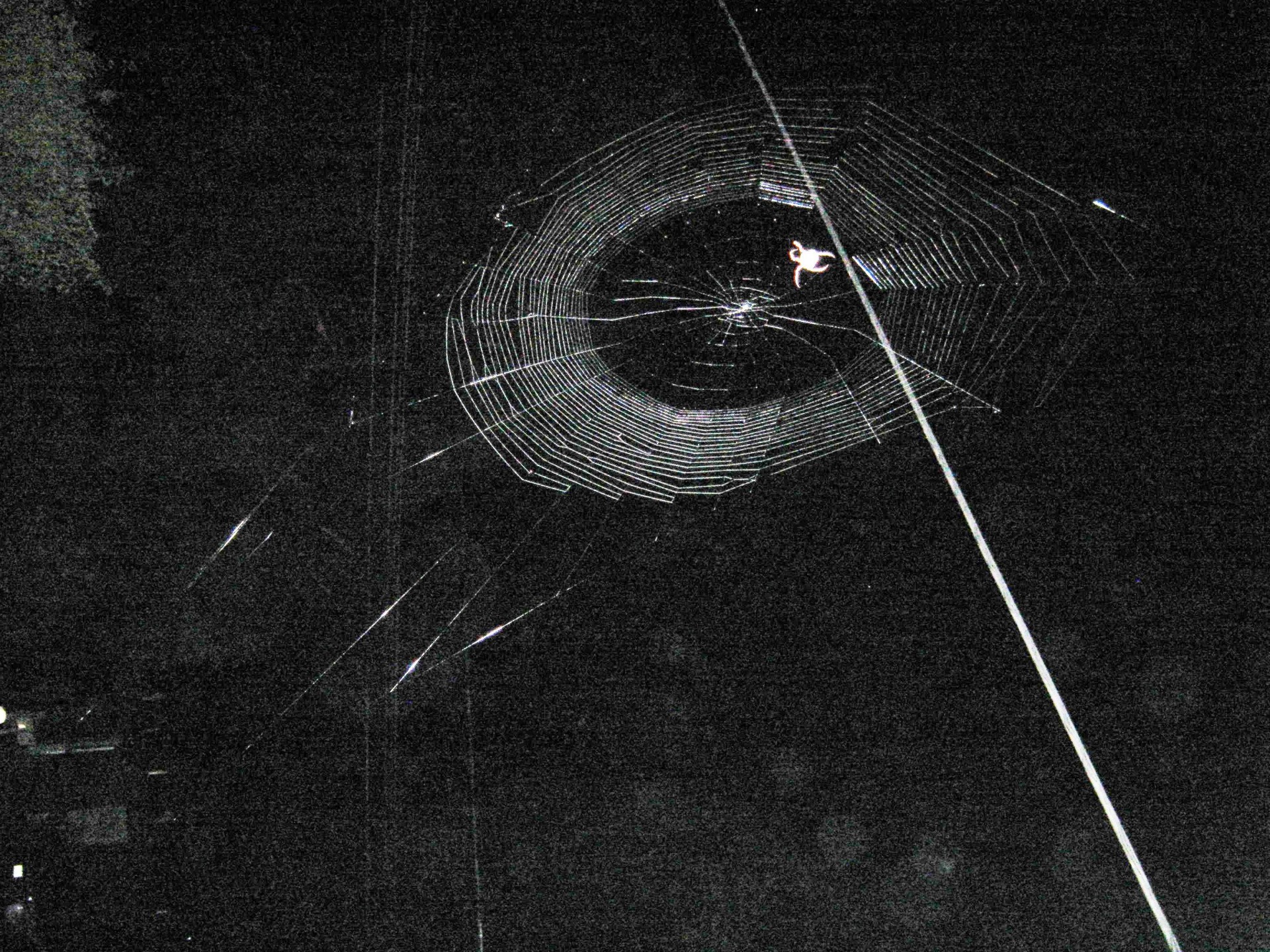 spider web spider making a web at night free photo