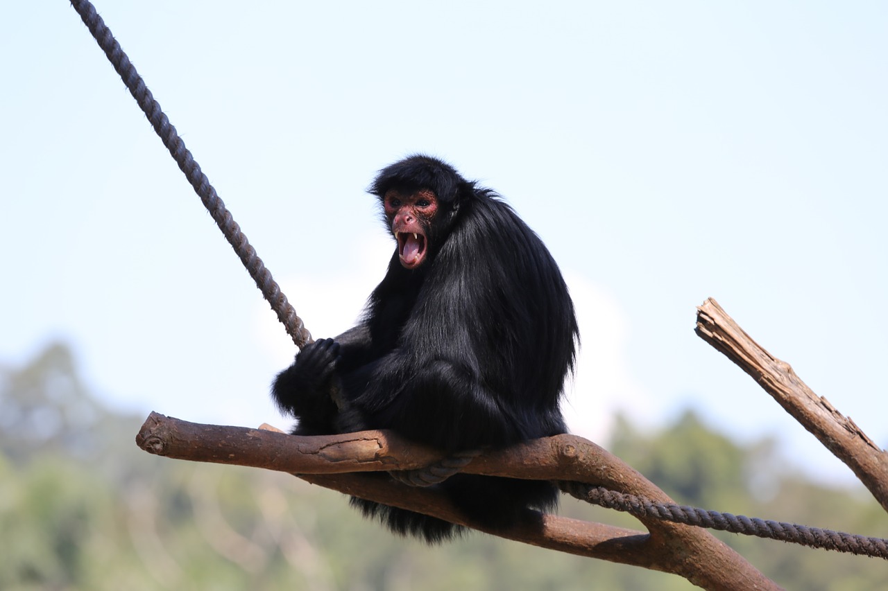 spider monkey wild zoo free photo