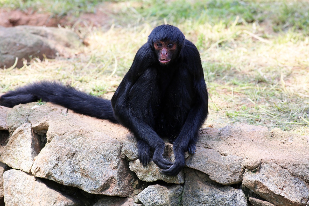 spider monkey wild zoo free photo