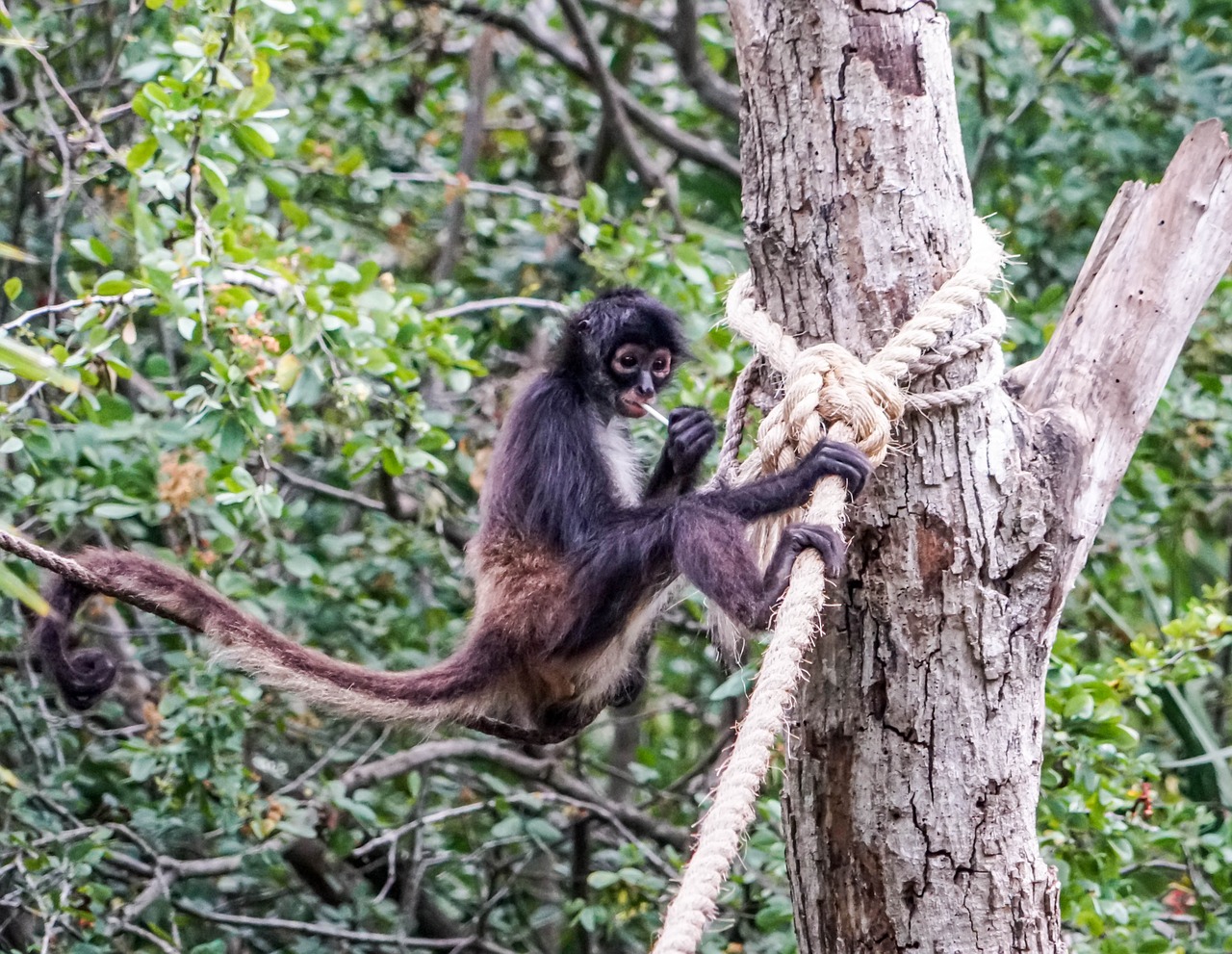 spider monkey playing cute free photo