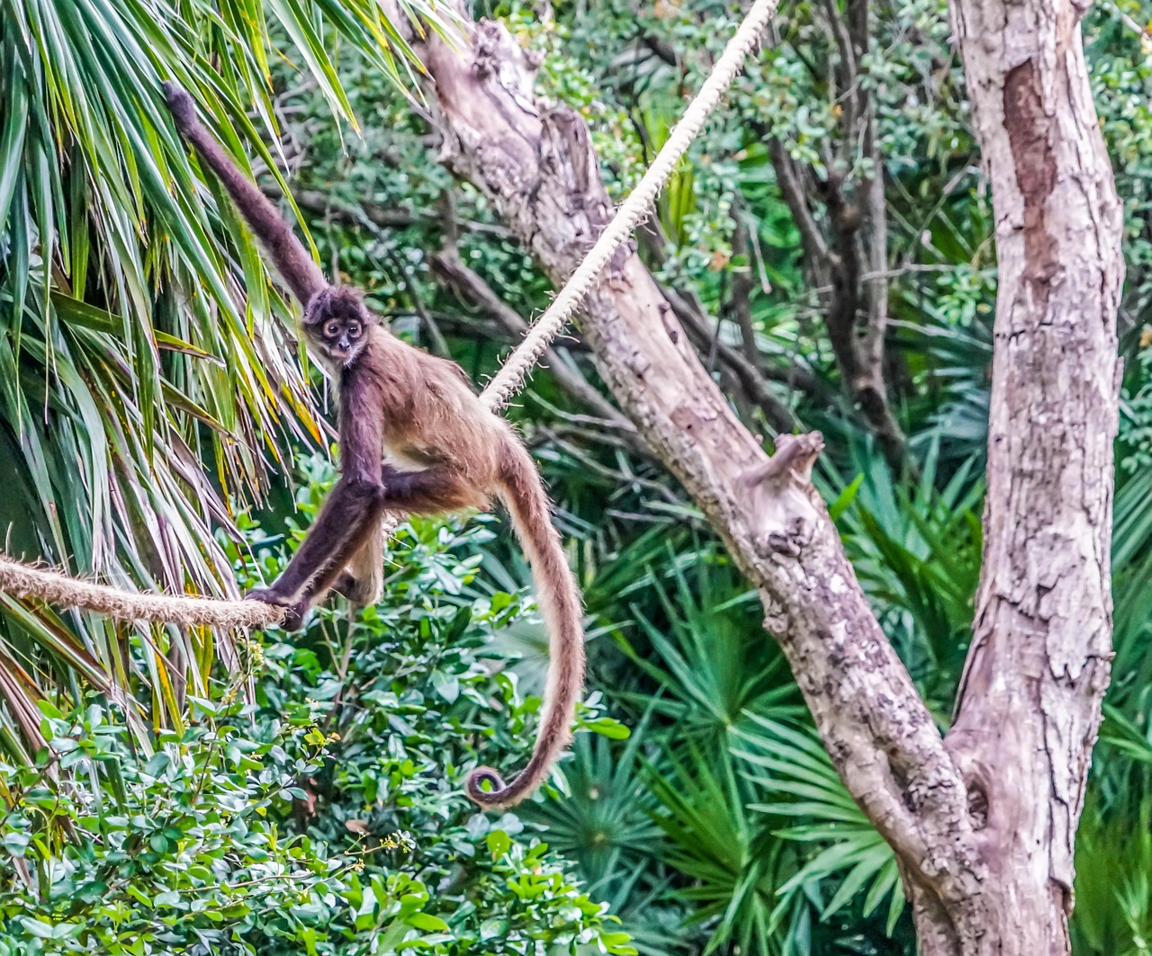 spider monkey climbing jungle free photo