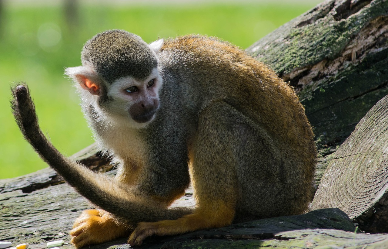 spider monkey zoo monkey free photo