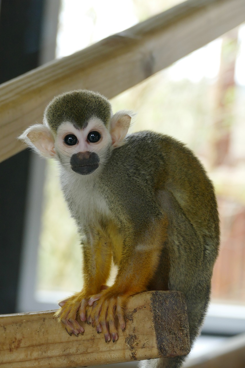 spider monkey  monkeys  primate free photo