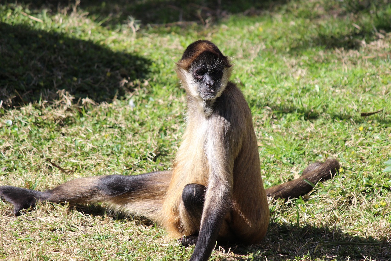 spider monkey monkey animal free photo