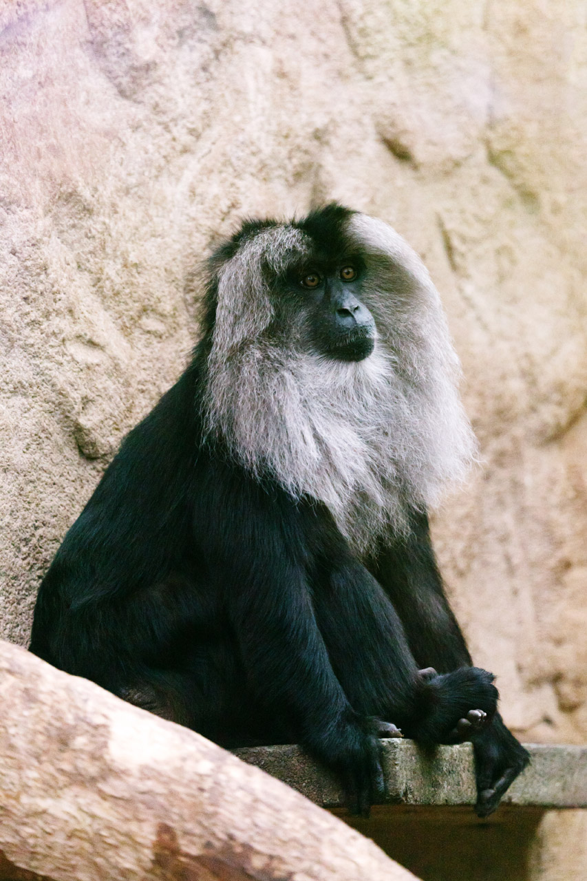 animal ape black free photo