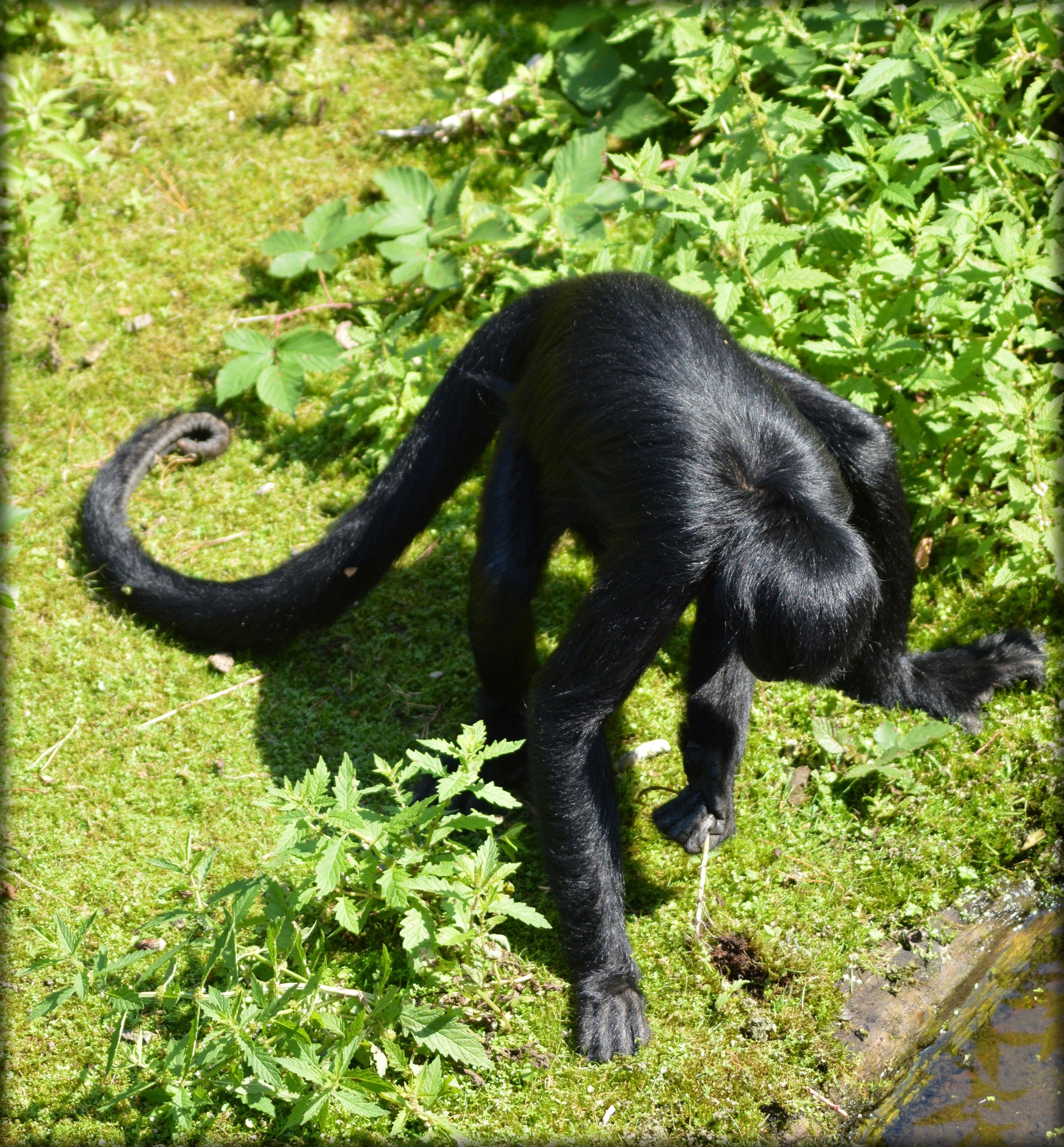 monkey prehensile tail monkeys spider monkey free photo