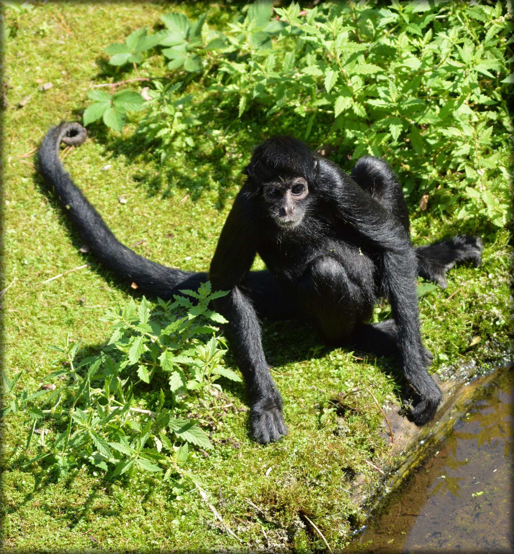 monkey prehensile tail monkeys spider monkey free photo