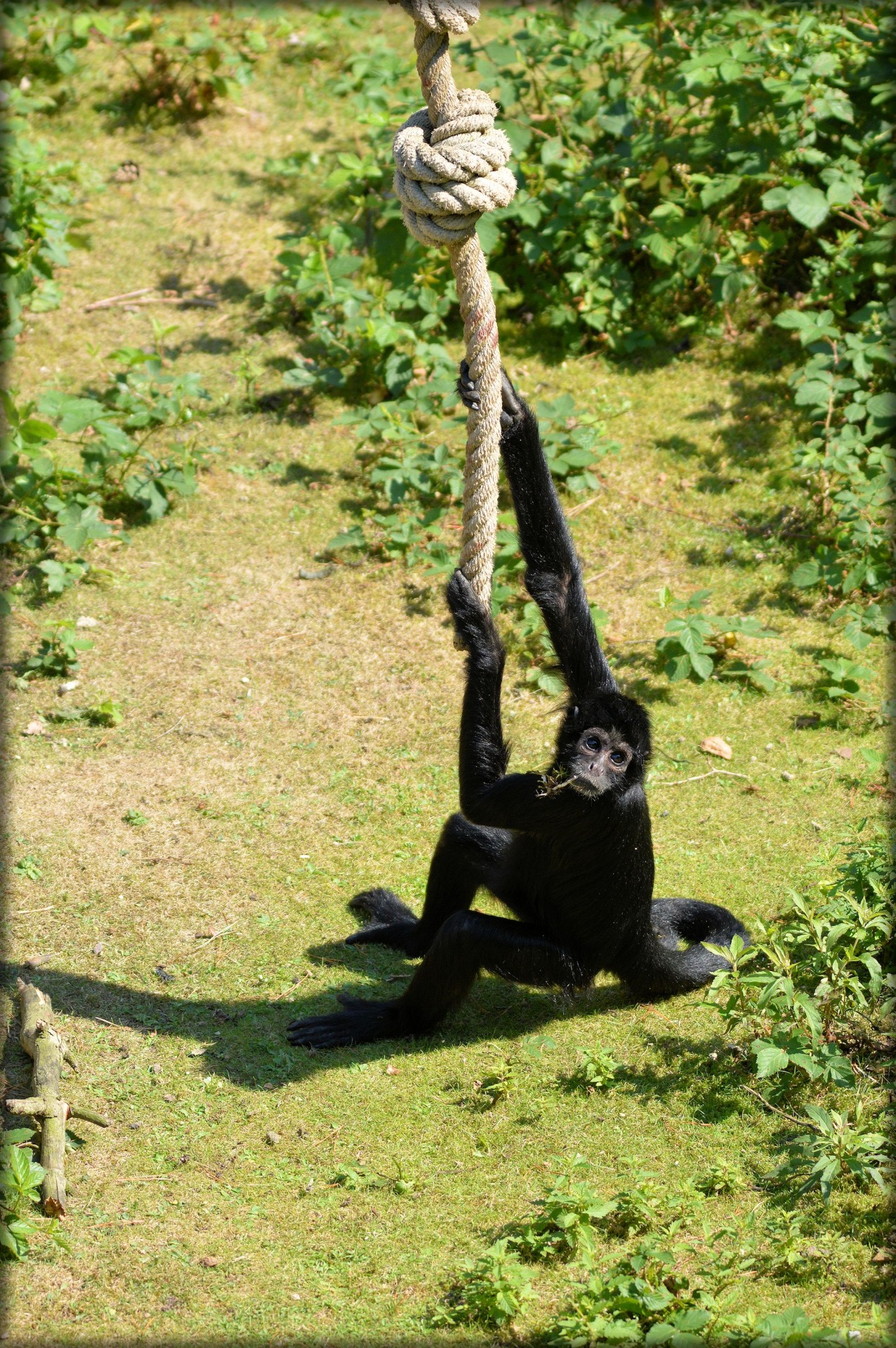 monkey prehensile tail monkeys spider monkey free photo