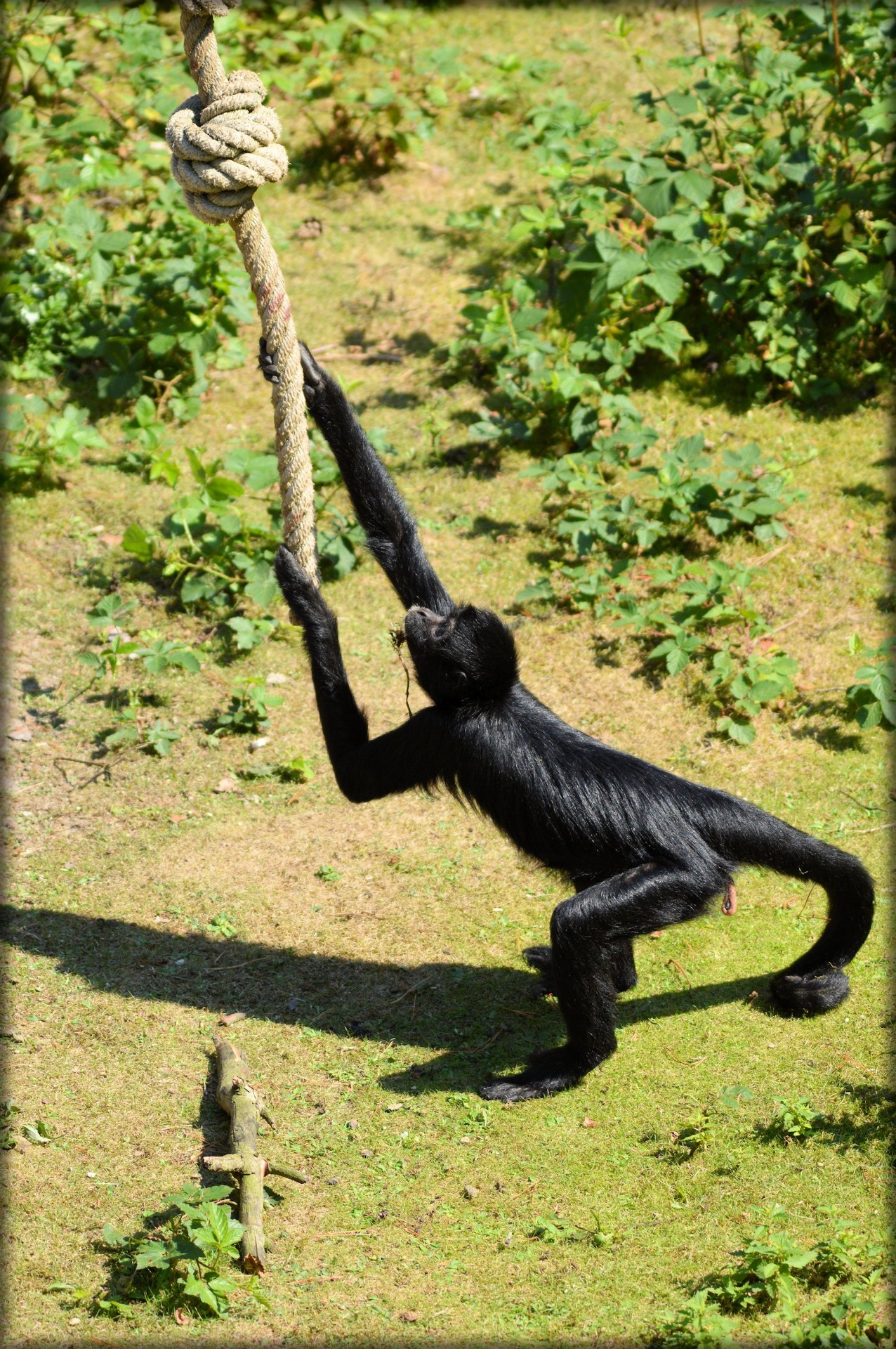 monkey prehensile tail monkeys spider monkey free photo