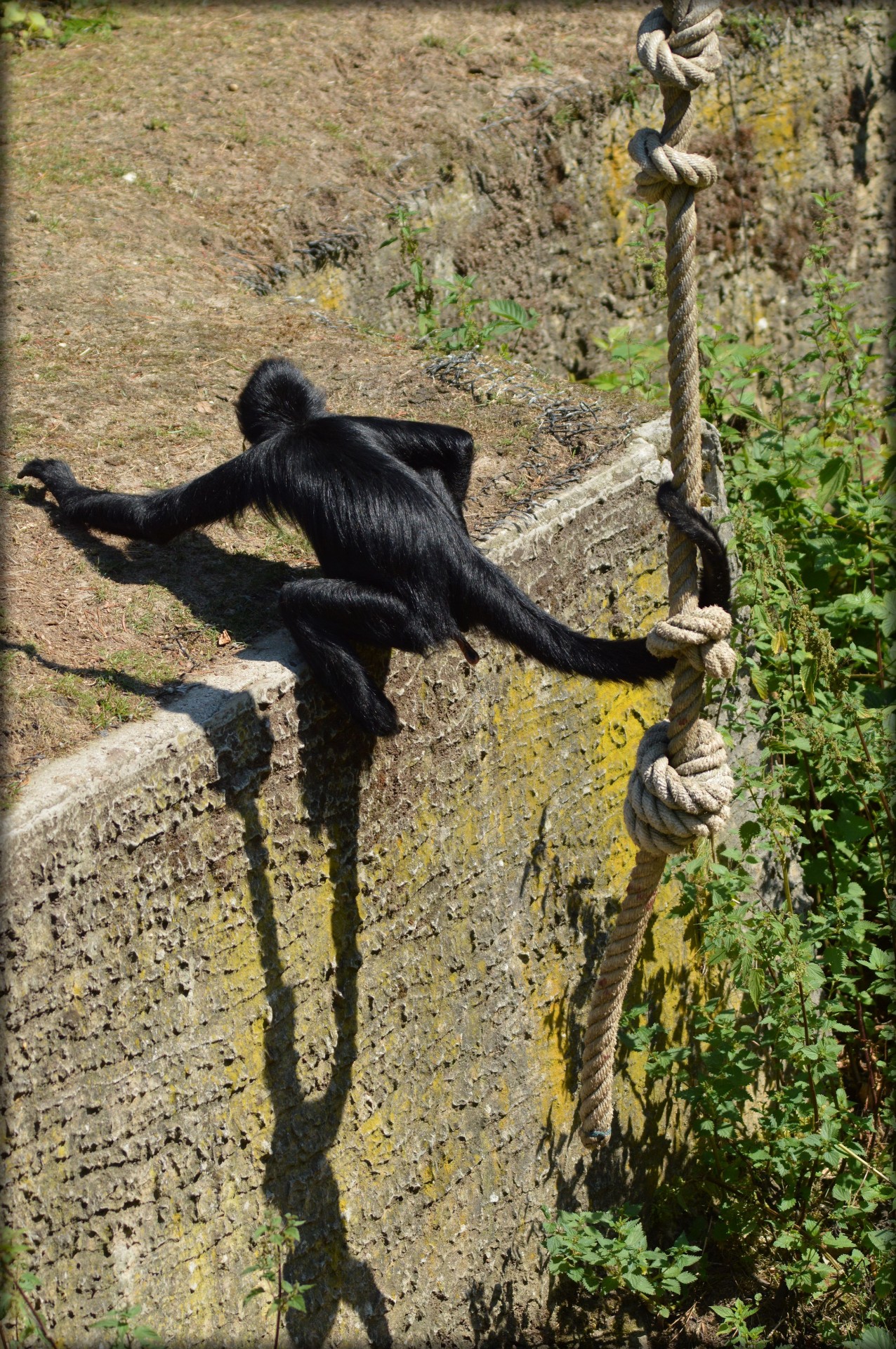 monkey prehensile tail monkeys spider monkey free photo