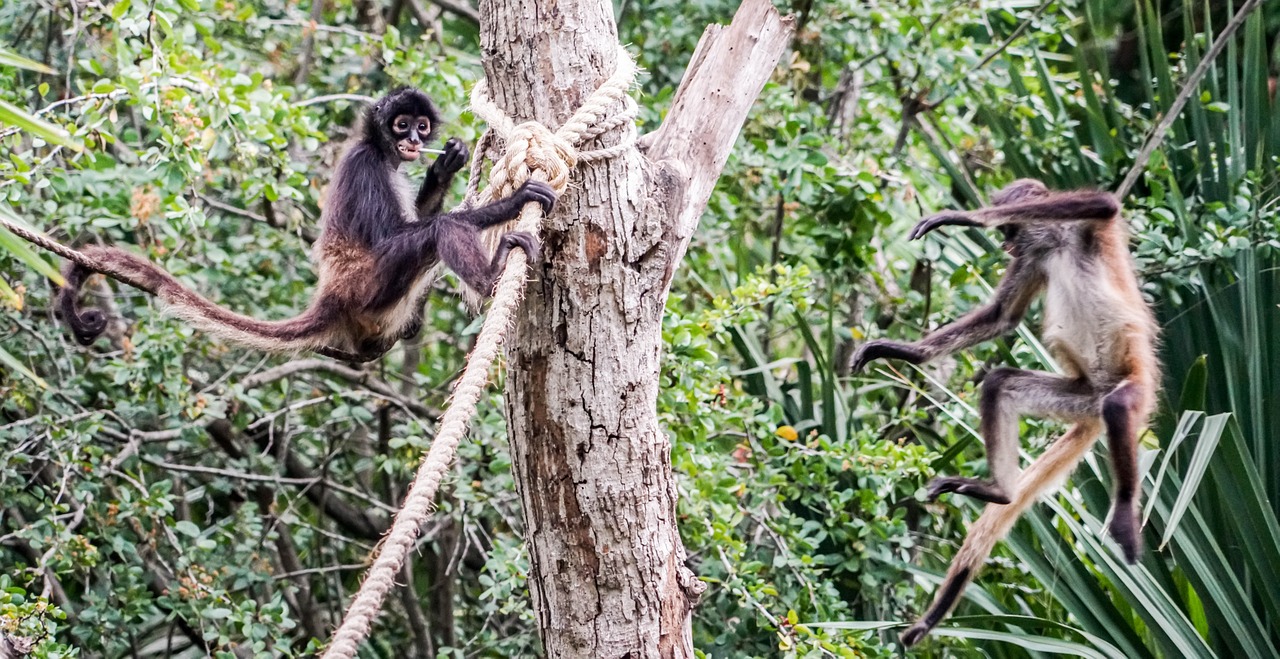 spider monkeys playing cute free photo